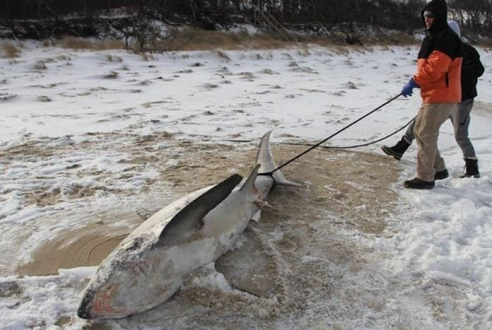 Ανατριχιαστικό θέαμα στις ΗΠΑ: Νεκροί καρχαρίες ξεβράζονται παγωμένοι (εικόνες)